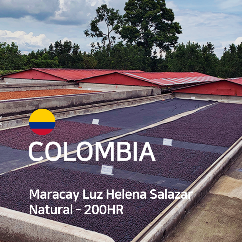 [균일가 이벤트] 콜롬비아 마라카이 루즈 헬레나 살라자르 내추럴 - 200HR